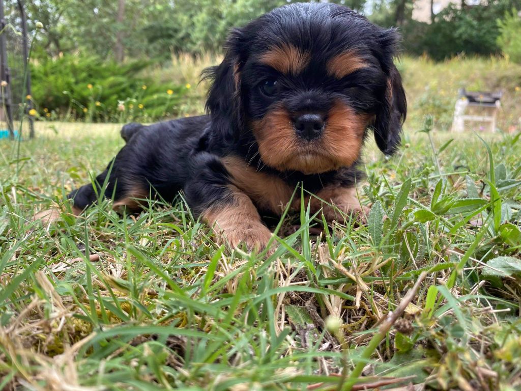 VANILLE FRAISE DU MONT D'AMOUR - Cavalier King Charles Spaniel