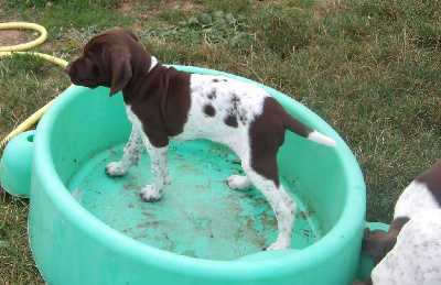 Les chiots de Braque français, type Gascogne (grande taille)