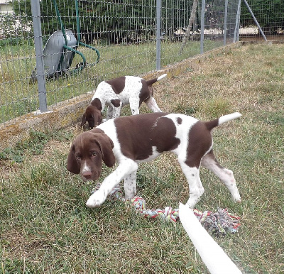 Les chiots de Braque français, type Gascogne (grande taille)