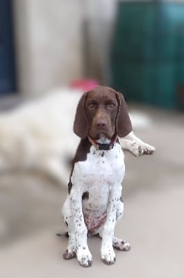 Les chiots de Braque français, type Gascogne (grande taille)