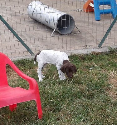 Les chiots de Braque français, type Gascogne (grande taille)