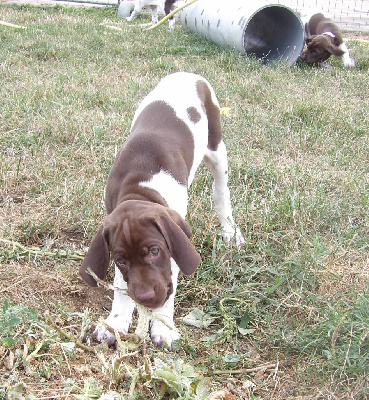 Les chiots de Braque français, type Gascogne (grande taille)