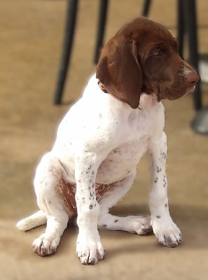 Les chiots de Braque français, type Gascogne (grande taille)