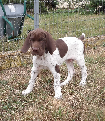 Les chiots de Braque français, type Gascogne (grande taille)