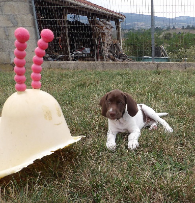 Les chiots de Braque français, type Gascogne (grande taille)