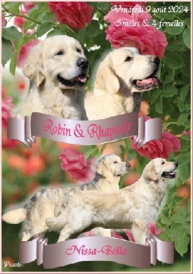 Les chiots de Golden Retriever