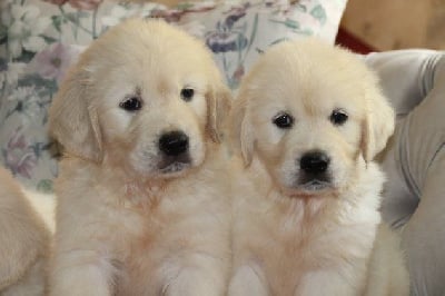 Les chiots de Golden Retriever