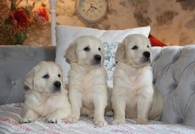 Les chiots de Golden Retriever