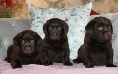 Les chiots de Labrador Retriever