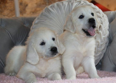 Les chiots de Golden Retriever