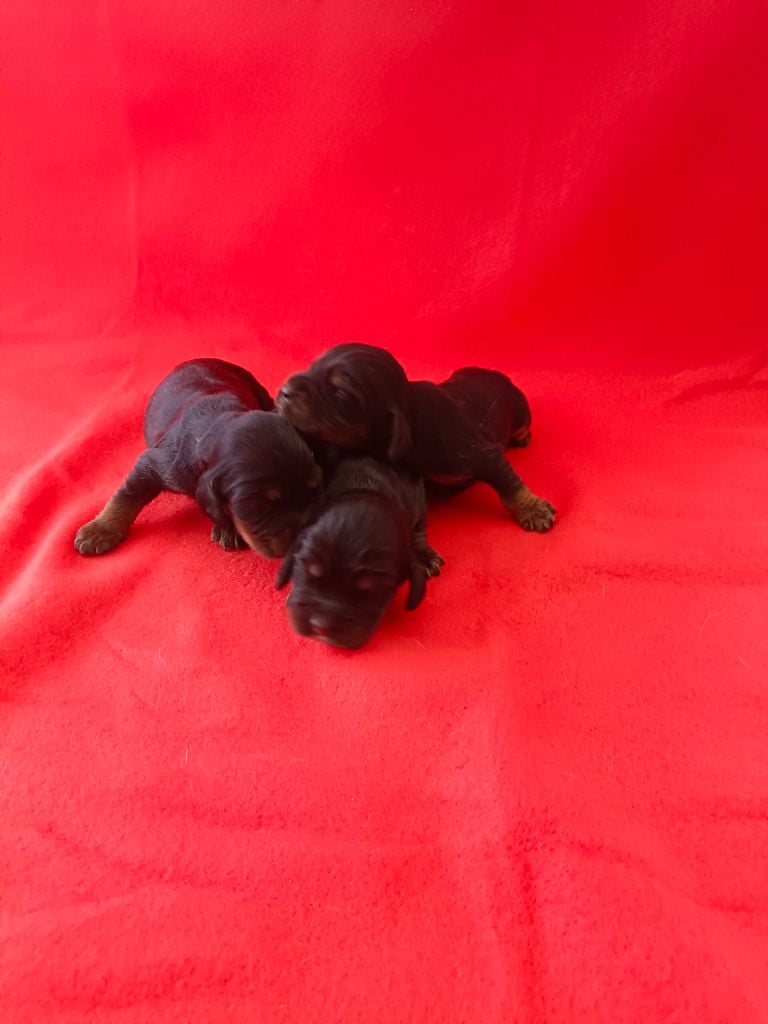 CHIOT 5 - Cocker Spaniel Anglais