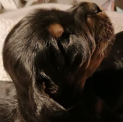 Les chiots de Cocker Spaniel Anglais