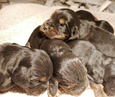 Les chiots de Cocker Spaniel Anglais