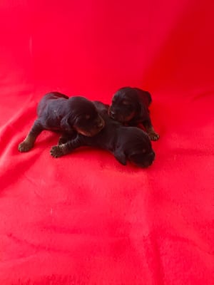 Les chiots de Cocker Spaniel Anglais