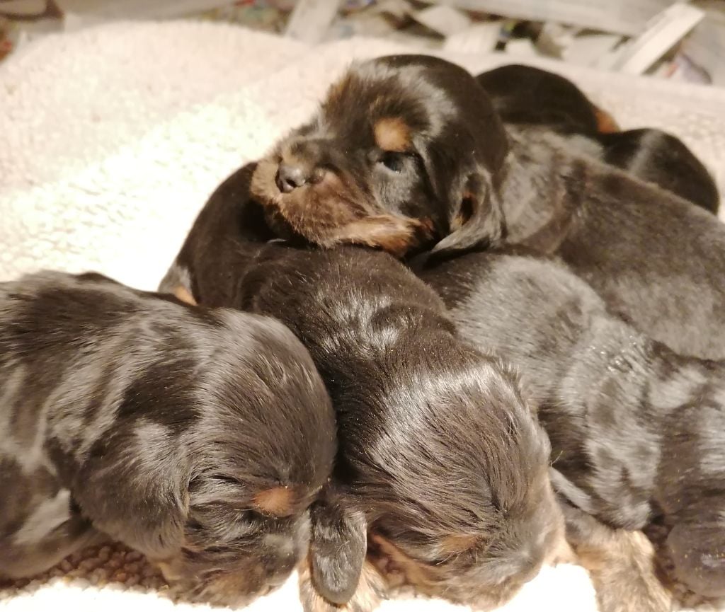 CHIOT 6 - Cocker Spaniel Anglais