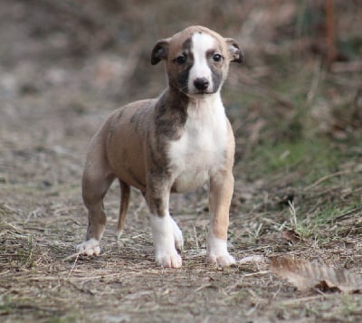 Les chiots de Whippet