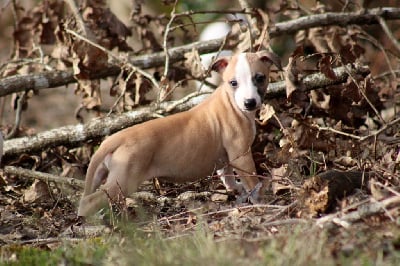 Les chiots de Whippet