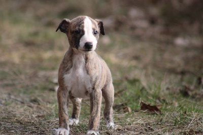 Les chiots de Whippet