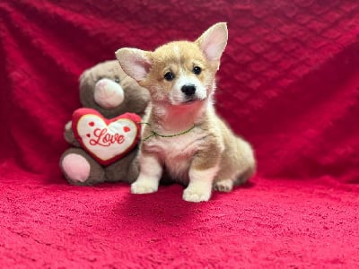 Les chiots de Welsh Corgi Pembroke