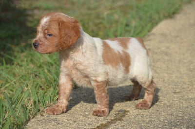 Les chiots de Epagneul Breton