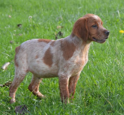 Les chiots de Epagneul Breton