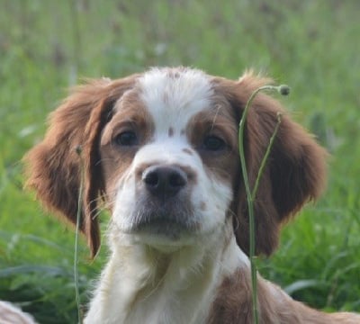 Les chiots de Epagneul Breton