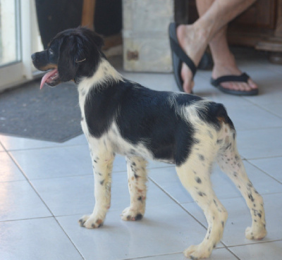 Les chiots de Epagneul Breton