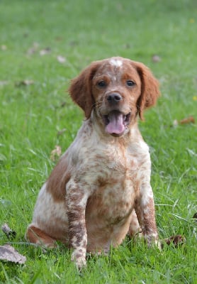 Les chiots de Epagneul Breton