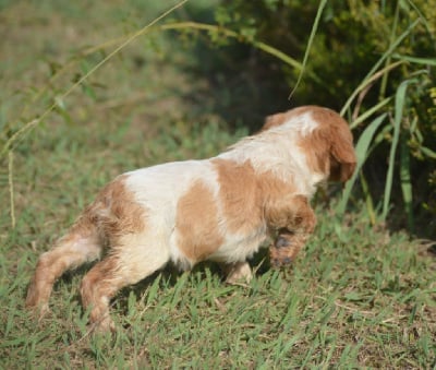 Les chiots de Epagneul Breton