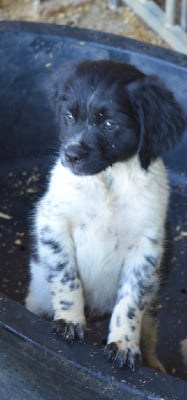 Les chiots de Epagneul Breton