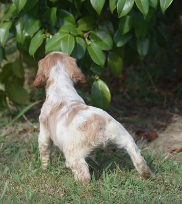 Les chiots de Epagneul Breton