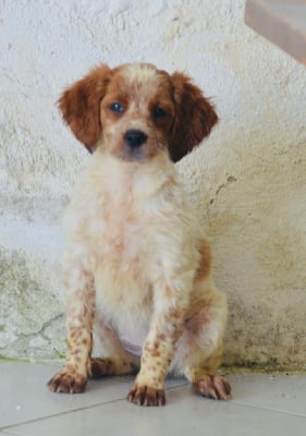 Les chiots de Epagneul Breton