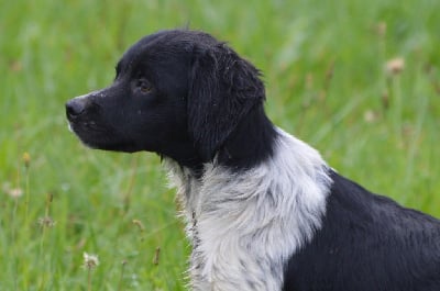 Les chiots de Epagneul Breton