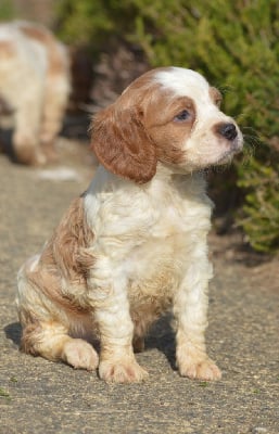 Les chiots de Epagneul Breton