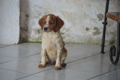 Les chiots de Epagneul Breton