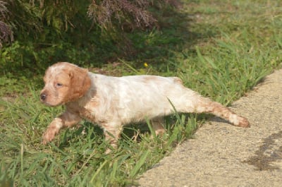 Les chiots de Epagneul Breton