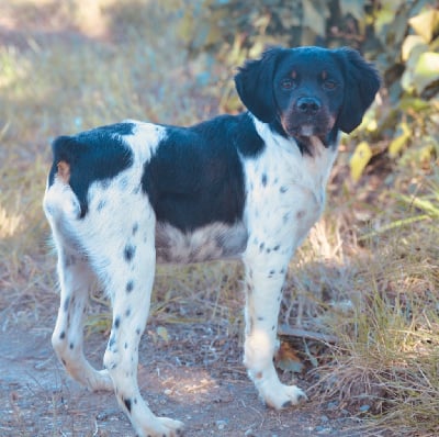 Les chiots de Epagneul Breton