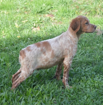 Les chiots de Epagneul Breton