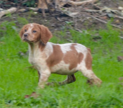 Les chiots de Epagneul Breton