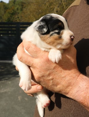 Les chiots de Berger Australien