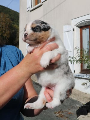 Les chiots de Berger Australien