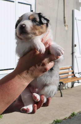 Les chiots de Berger Australien