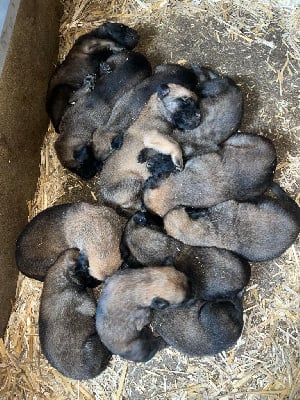 Les chiots de Berger Belge