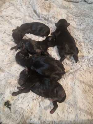 Les chiots de Schnauzer