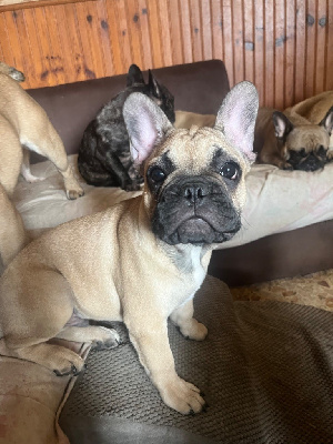 Les chiots de Bouledogue français