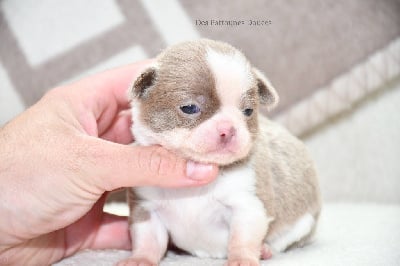 Les chiots de Chihuahua