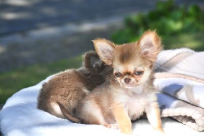 Les chiots de Chihuahua