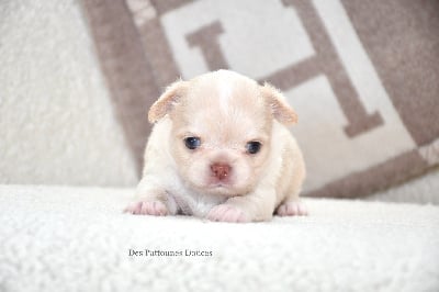 Les chiots de Chihuahua