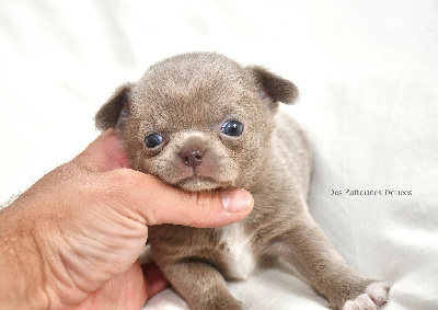 Les chiots de Chihuahua