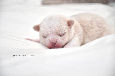 Les chiots de Chihuahua